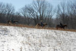 Thumbnail - horseback riding