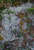 Thumbnail - lichen