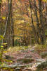 Thumbnail - hiking trail