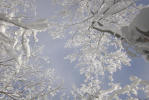 Thumbnail - winter sky