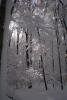 Thumbnail - winter trees