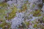 Thumbnail - lichen